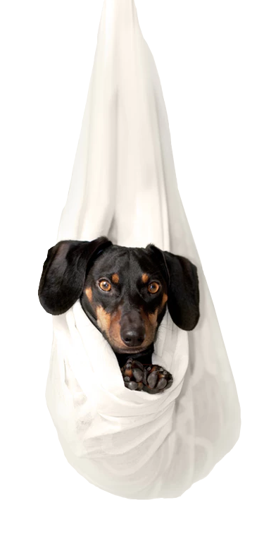 Photo de chien par Erda Estremera sur Unsplash